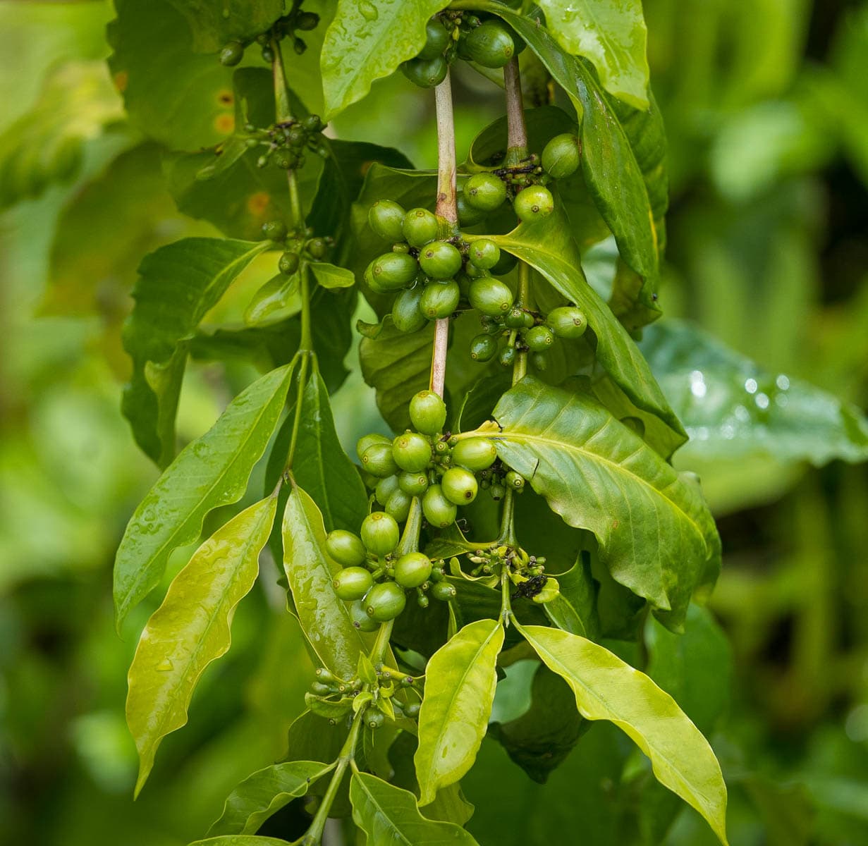 Coffee berries on a coffee plantation 