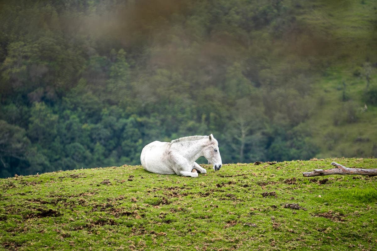 White mule laying on top of a hill in the Cerro Morrogacho hike in the Cocora Valley near Salento, Colombia