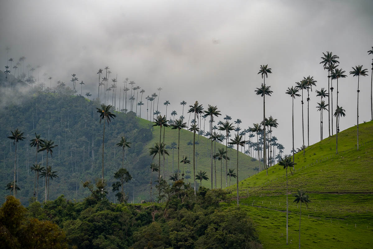 Wax palms on green hills in the Cocora Valley near Salento, Colombia