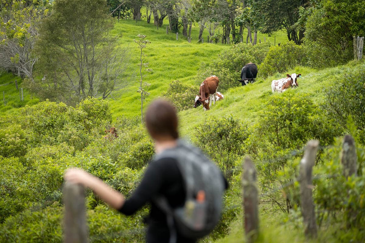 Wmoan looking at cows in the distance along the Cerro Morrogacho trail in the Cocora Valley near Salento, Colombia