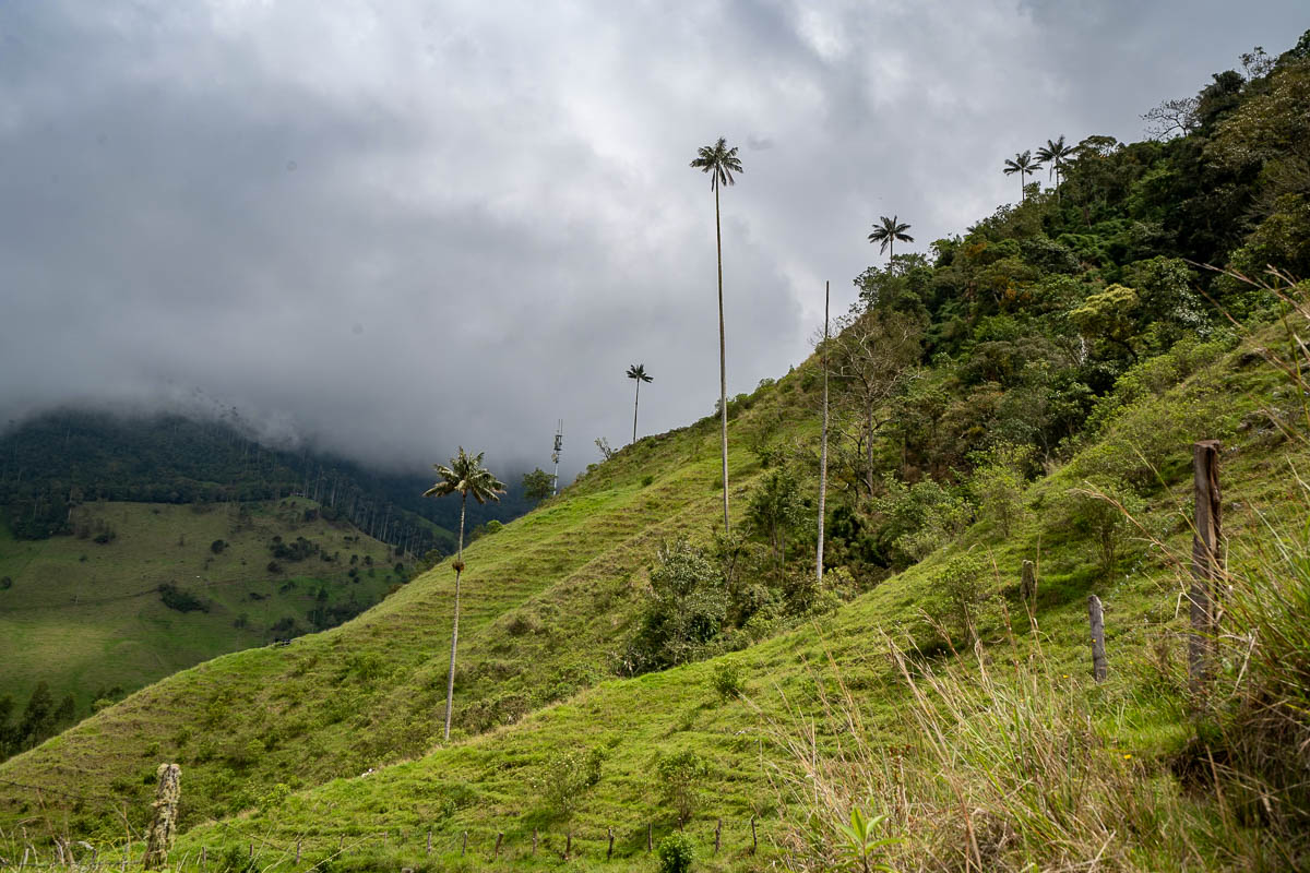 Wax palm trees along rolling hills in the Cocora Valley near Salento, Colombia