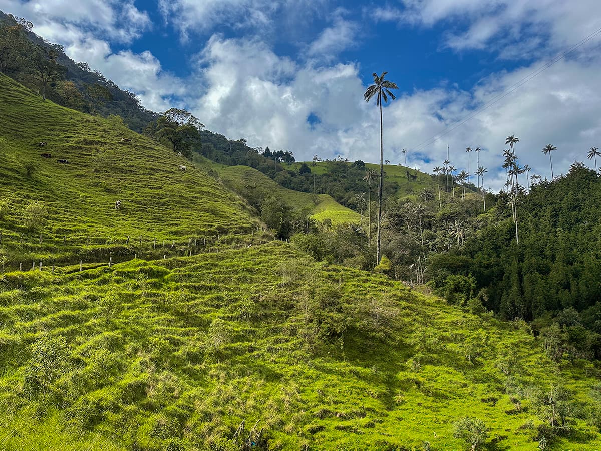 Cerro Morrogacho trail leading through pastures with cows and wax palms in the background in the Cocora Valley near Salento, Colombia