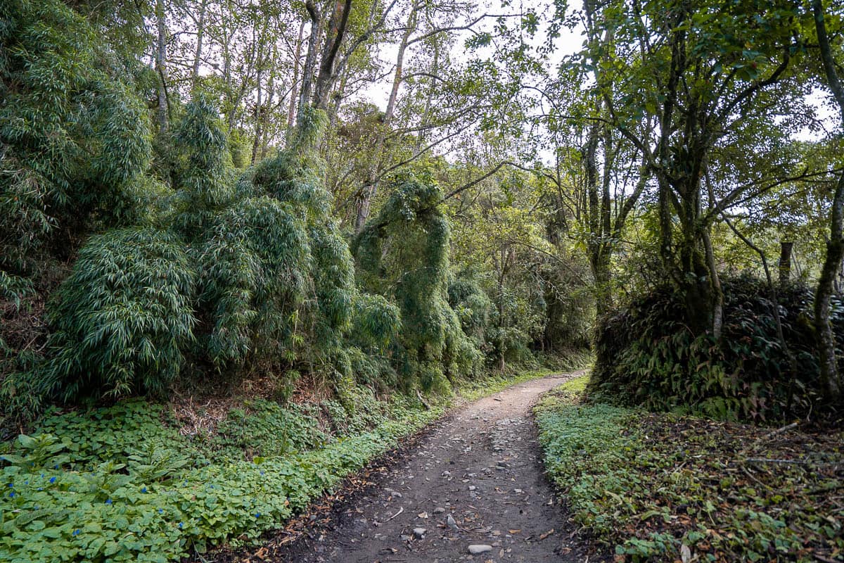 Trail leading through the jungle in the Cocora Valley near Salento, Colombia