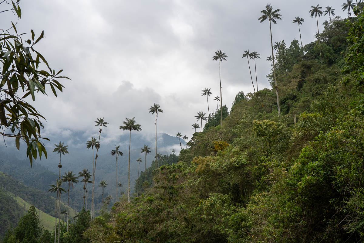 Dense jungle with wax palms and mountains in the background in the Cocora Valley near Salento, Colombia