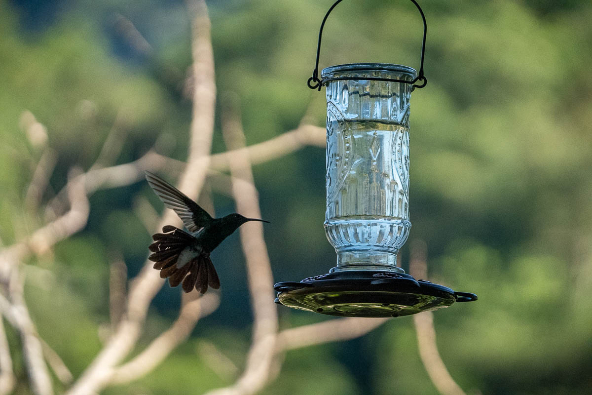 Hummingbird flying near a hummingbird feeder in Colombia