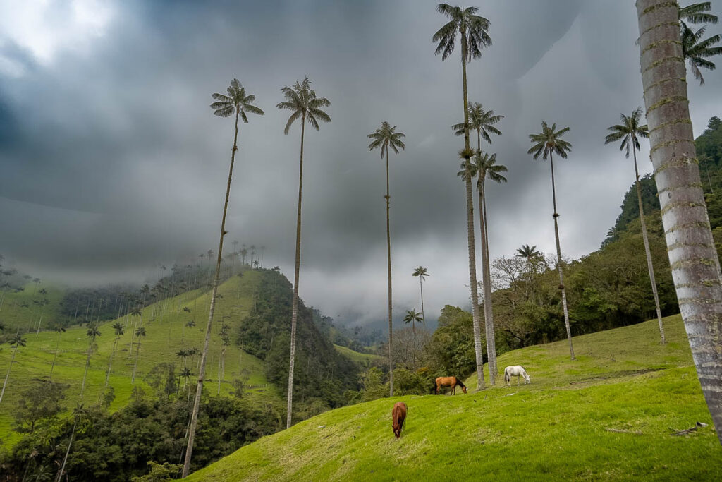 Cocora Valley Hike In Salento Colombia A Complete Trail Guide 