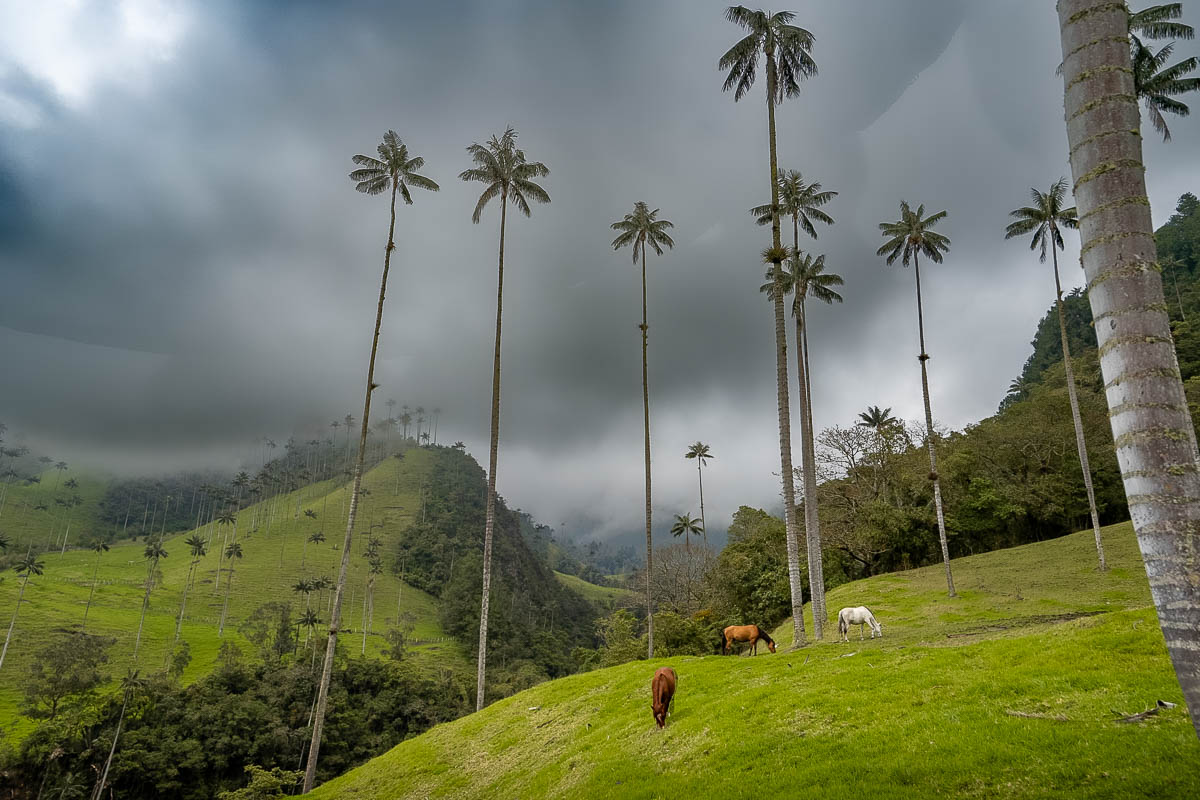 Horses grazing in pastures under wax palms in the Cocora Valley in Salento, Colombia