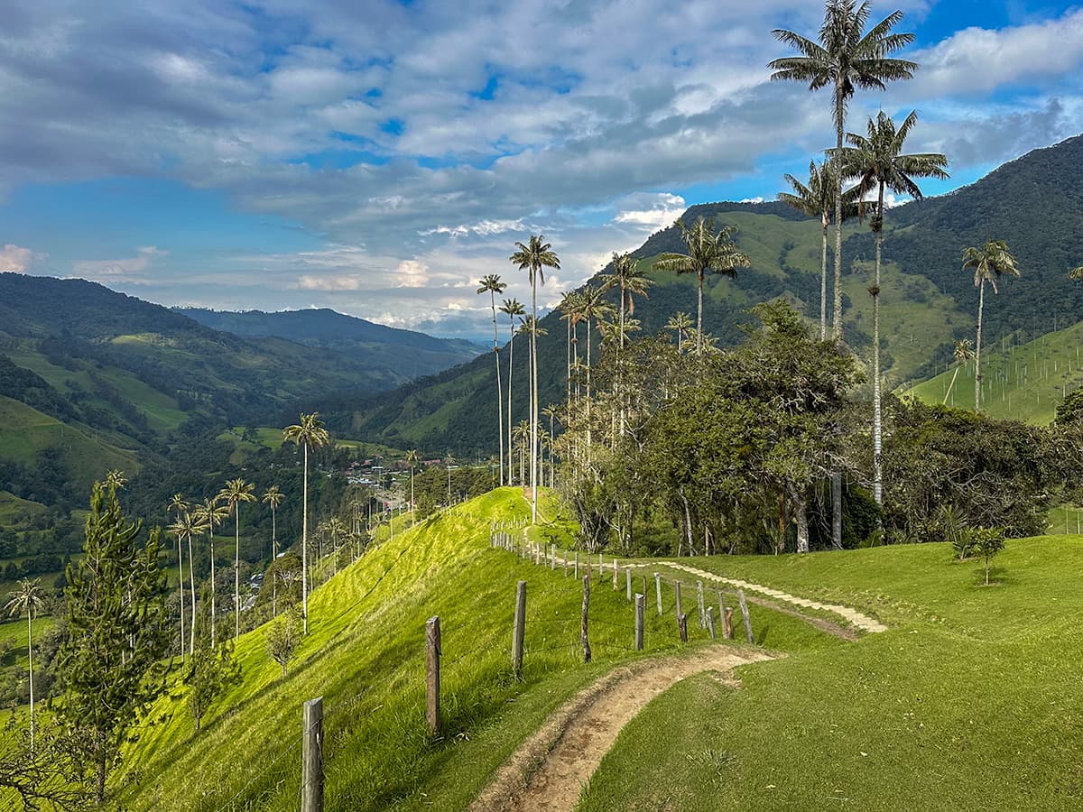 Trail leading through wax palm trees with mountains in the background in the Cocora Valley near Salento, Colombia