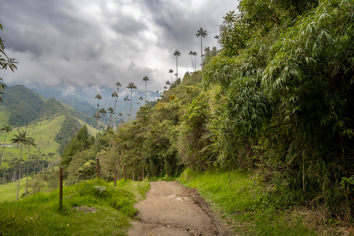 Cocora Valley trail with wax palms and mountains in the background near Salento, Colombia