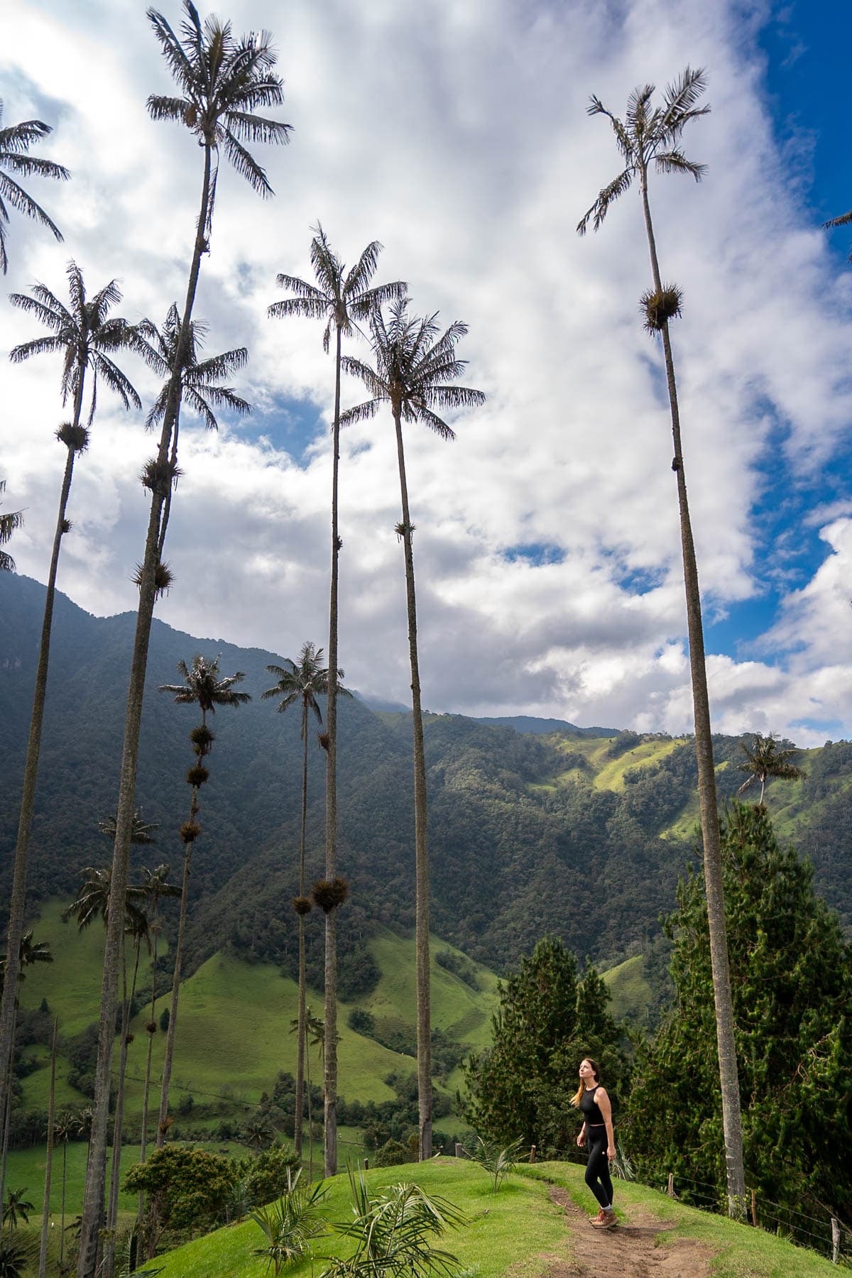 Woman standing under wax palm trees with mountains in the background in the Cocora Valley near Salento, Colombia