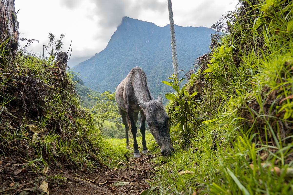 Horse grazing with a mountain in the background in the Cocora Valley near Salento, Colombia