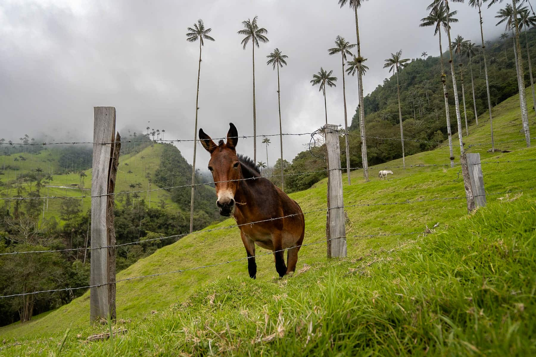 Mule standing near a barb-wired fence with wax palms and mountains in the background in the Cocora Valley near Salento, Colombia