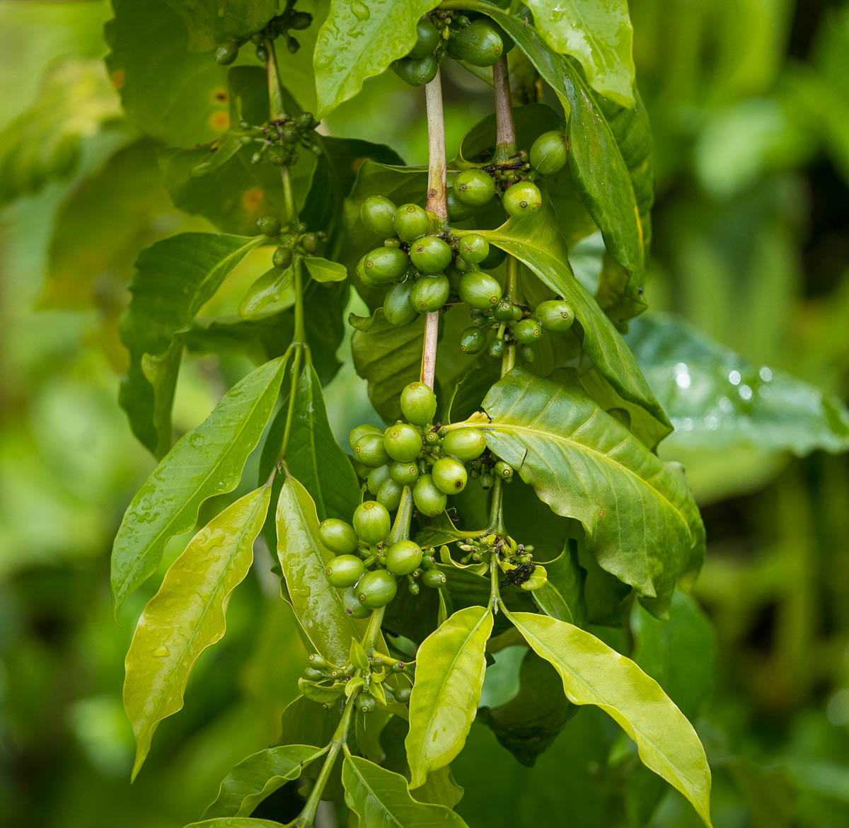 Coffee berries on a coffee farm