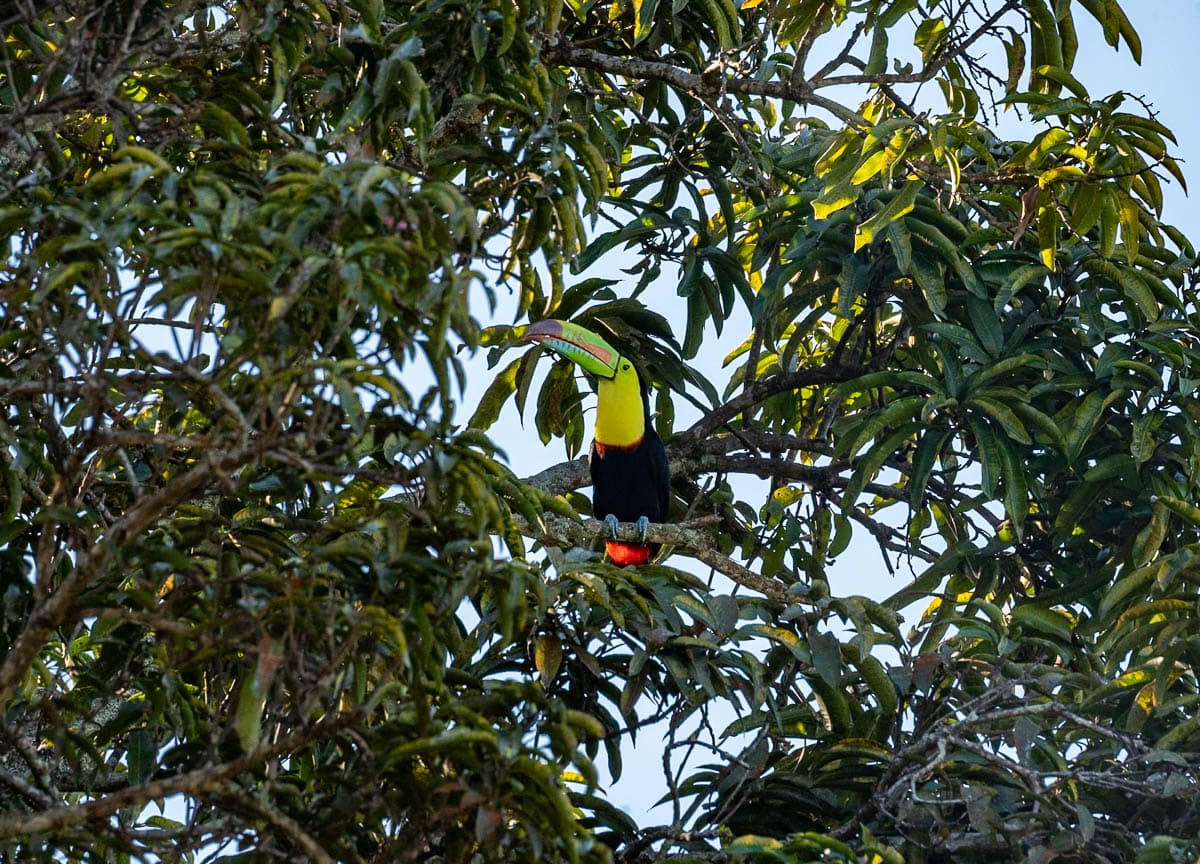 Toucan perched in a tree in Colombia