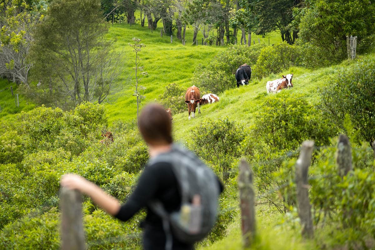 Woman standing near a barbed wire fence, looking at grazing cows in the background, in the Cocora Valley near Salento, Colombia