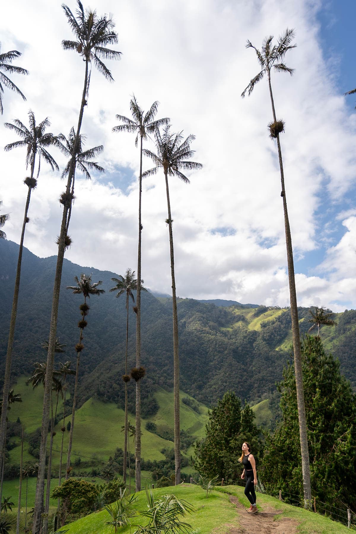 Woman looking at wax palm trees in the Cocora Valley near Salento, Colombia