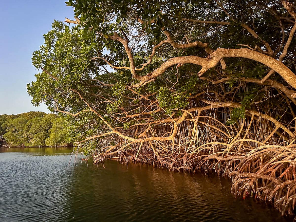 Mangroves surrounding Laguna Encantada on Isla Grande in Colombia