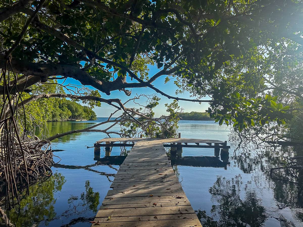 Dock surrounded by mangroves in Laguna Encantada in Isla Grande in Colombia