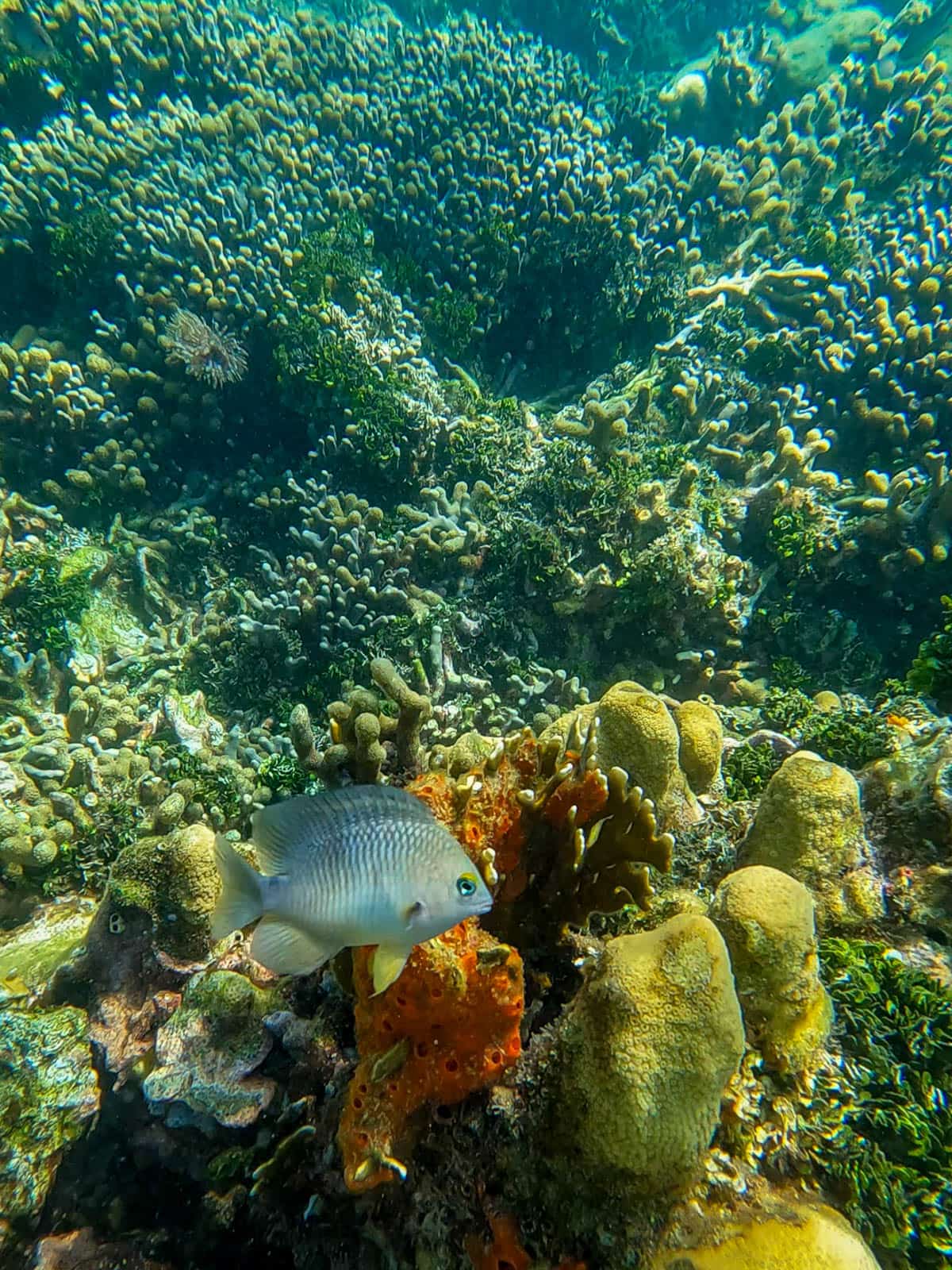 Damselfish underwater in front of colorful coral in Isla Grande in Colombia