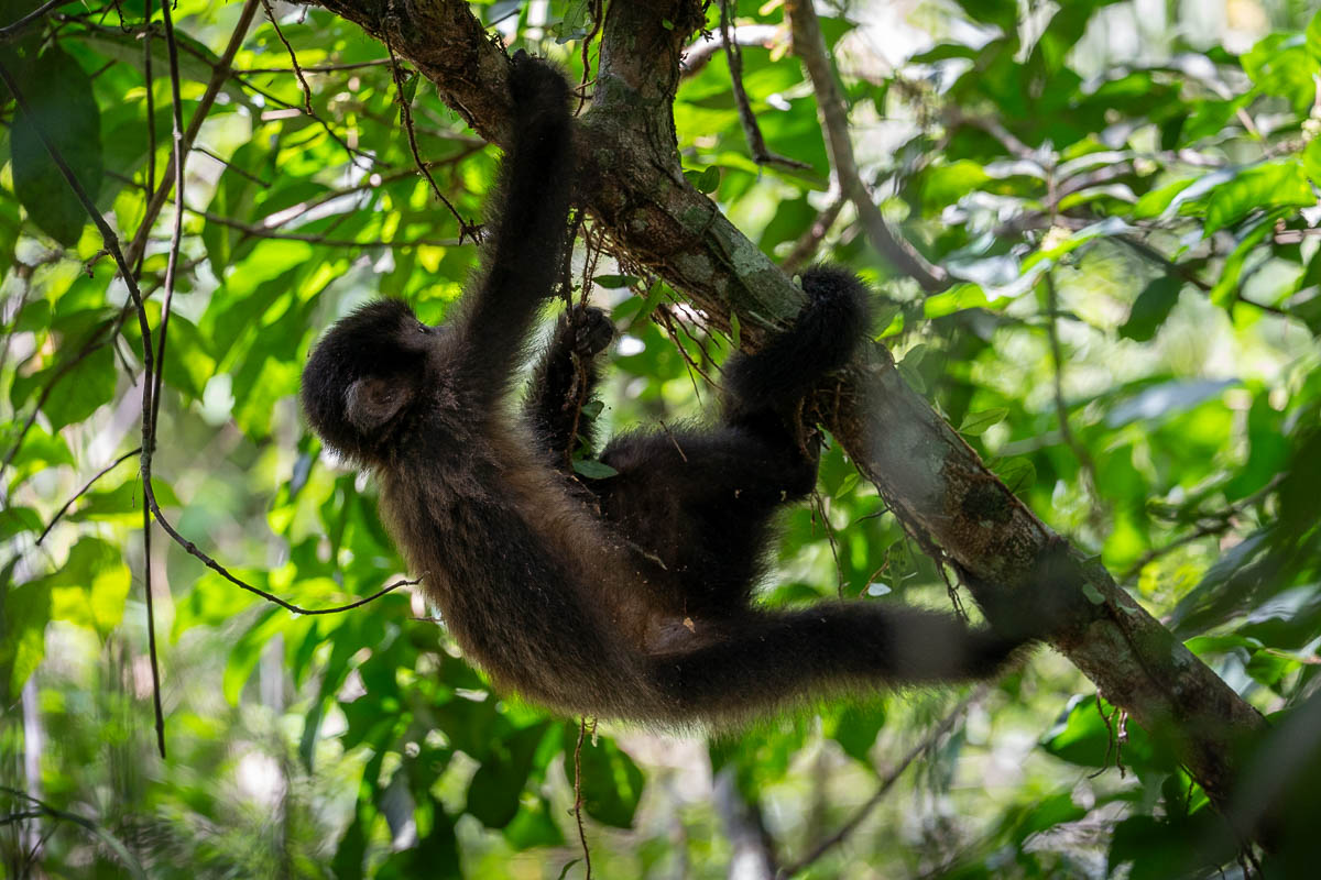 Black capuchin monkey hanging from a tree along the Lower Circuit in Iguazu Falls, Argentina