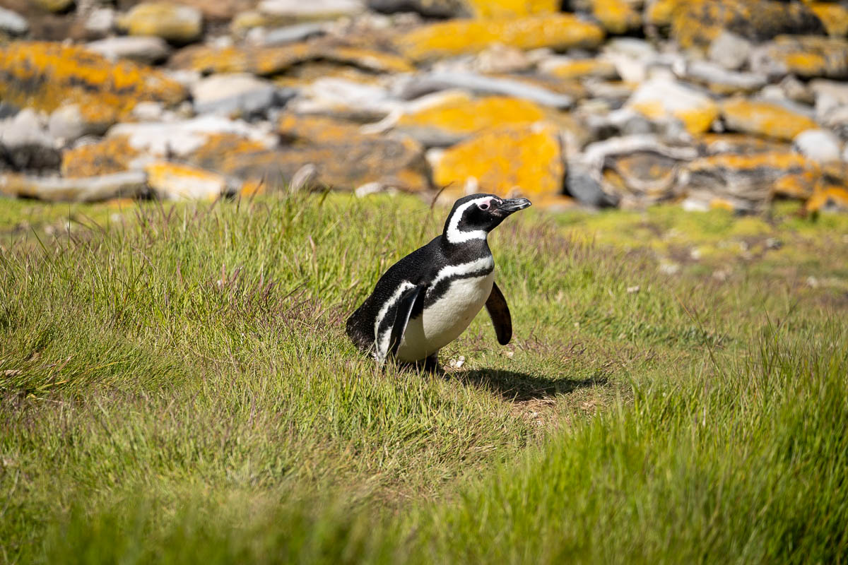 Magellanic penguin in a grassy meadow on Martillo Island of Ushuaia, Argentina