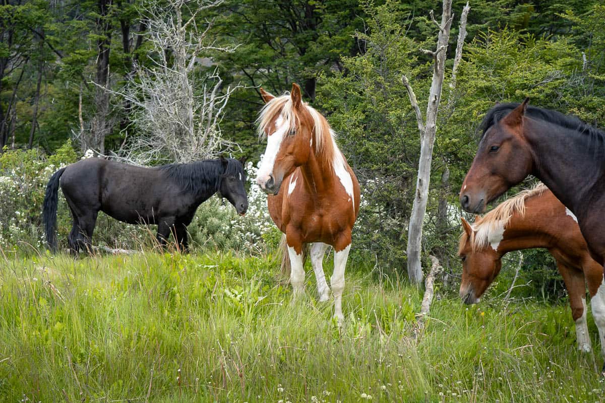 Wild horses standing in front of a forest in Tierra del Fuego National Park in Ushuaia, Argentina