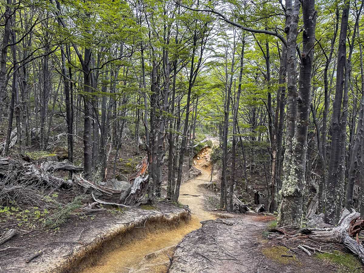Path winding through the trees along the Mirador Base las Torres Trail in Torres del Paine National Park in Chile