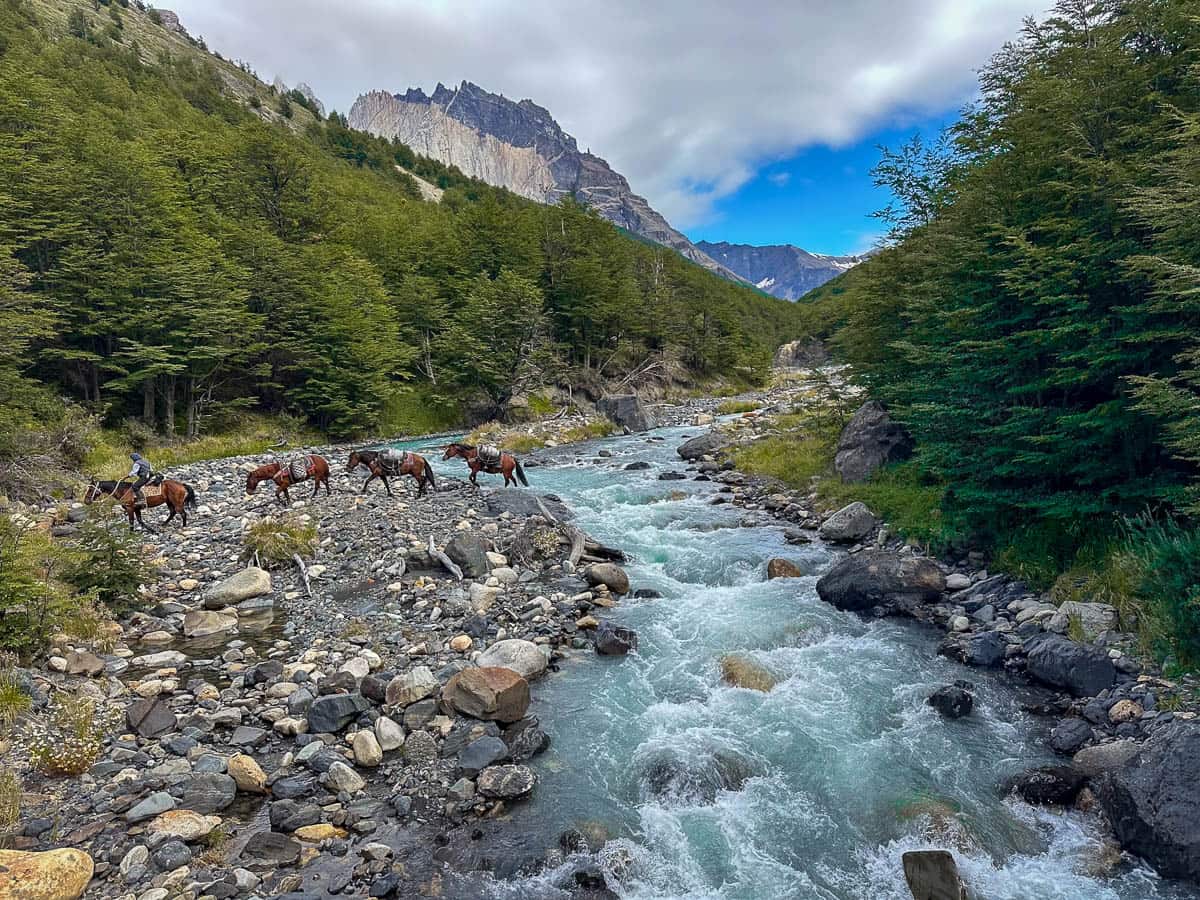 Horses walking through Rio Ascencio near Refugio Chileno near Mirador Base las Torres in Torres del Paine National Park in Chile