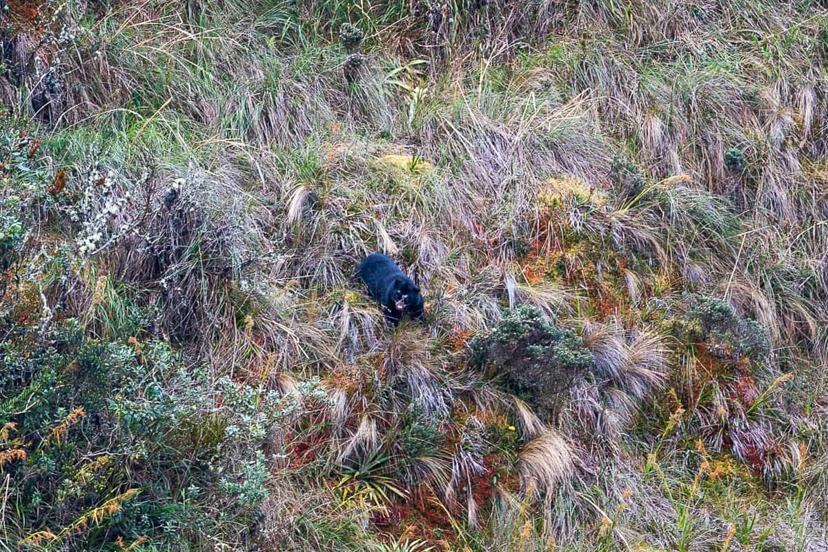 Spectacled bear in tall grass along the Inca Trail in Peru