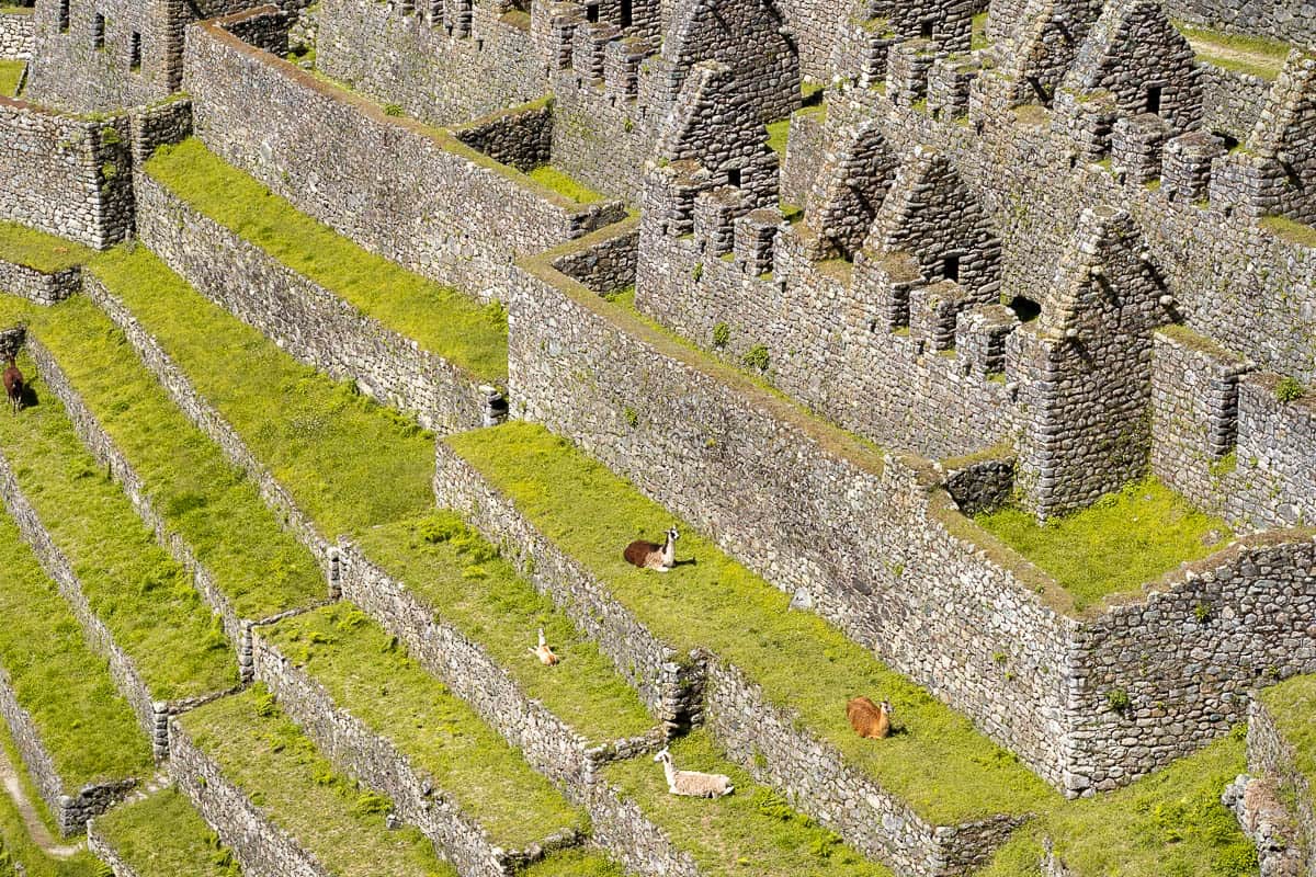 Llamas sitting on agricultural terraces with ruins in the background at Wiñay Wayna along the Inca Trail in Peru