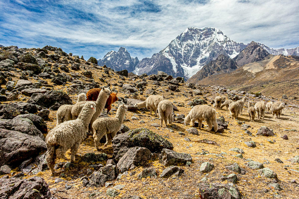 Llamas grazing on a rocky landscape with rocky mountains in the background along the Ausangate Trek in Peru