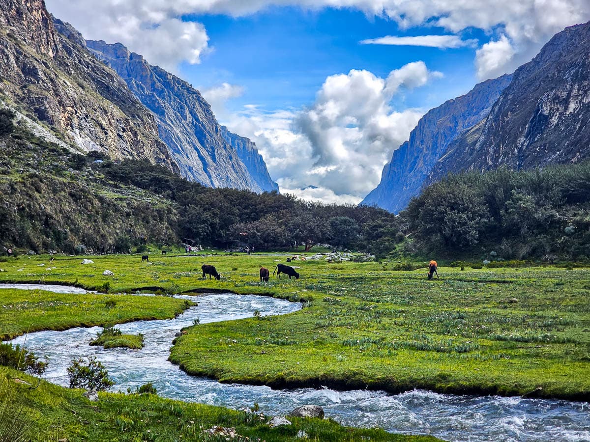 Cows grazing in a pasture alongside the Rio Ranrahirca, with mountains in the background along the Laguna 69 hike in Huascarán National Park in northern Peru