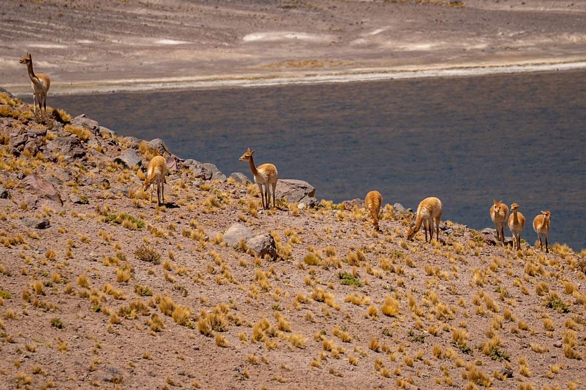 Vicuñas standing near Laguna Miñiques near Socaire in the Atacama Desert, Chile