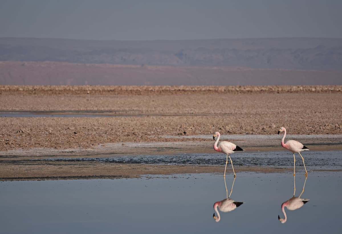 Two flamingoes walking through Laguna Chaxa in the Atacama Desert near San Pedro de Atacama, Chile