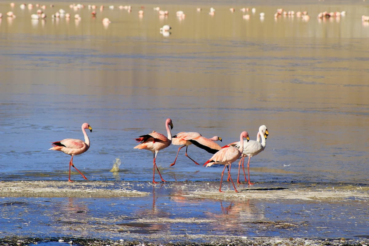 Flamingoes standing in a lagoon in the Atacama Desert