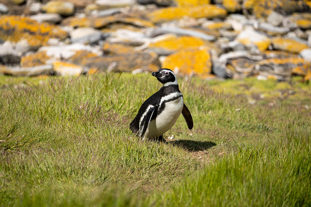 Magellanic penguin standing on a grassy field in Isla Magdalena, Chile