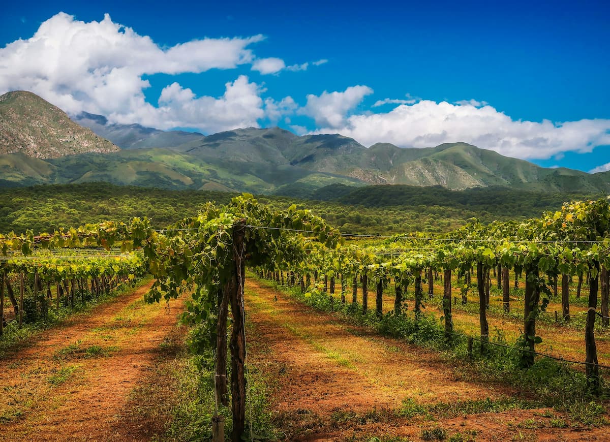 Vineyards with mountains in the background in Salta, Argentina