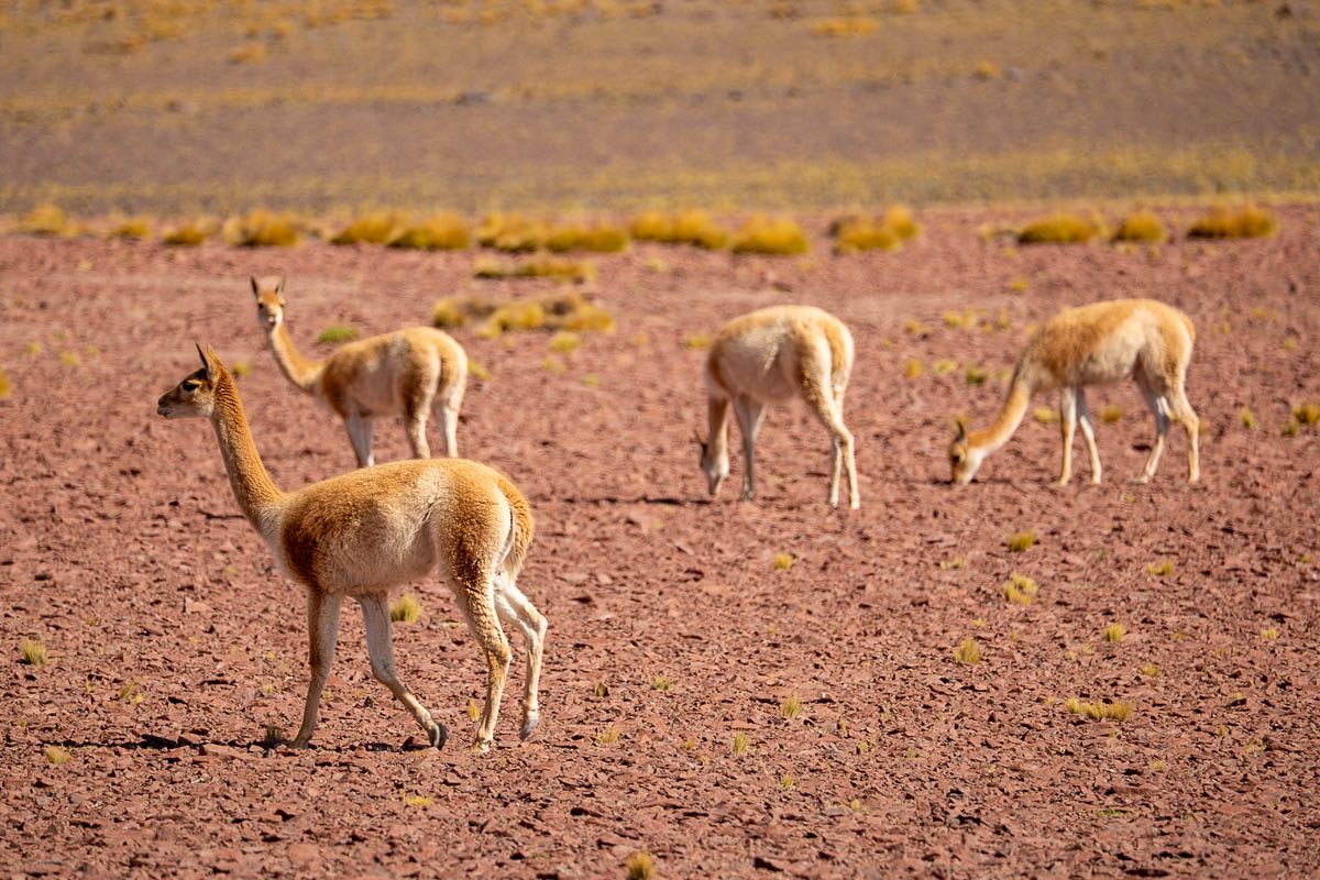 Vicuñas grazing on red soil near the Piedras Rojas in the Atacama Desert of Chile