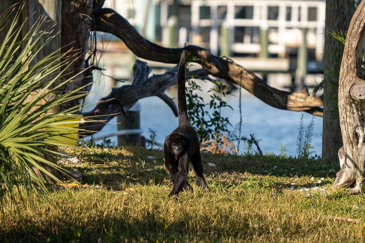 Spider monkey walking across the grass at Monkey Island in Homosassa, Florida