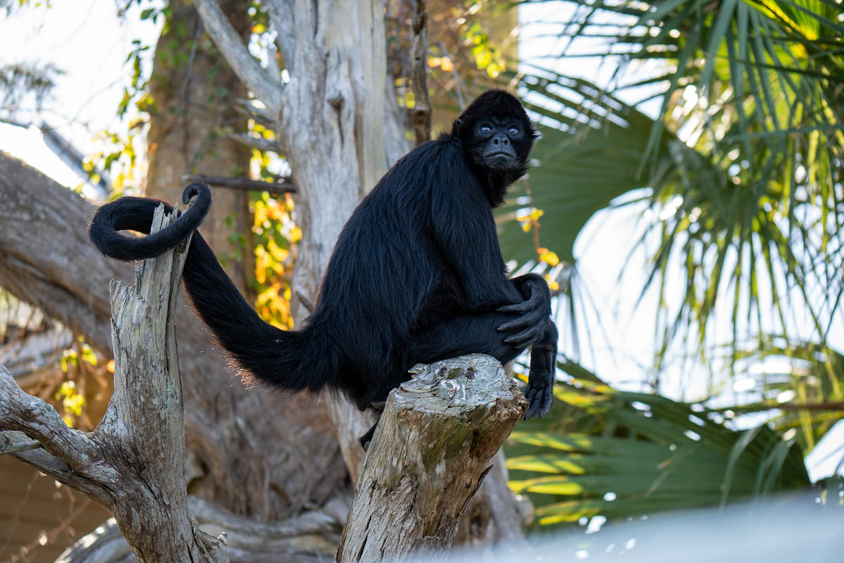 Spider monkey sitting on a tree branch on Monkey Island in Homosassa, Florida