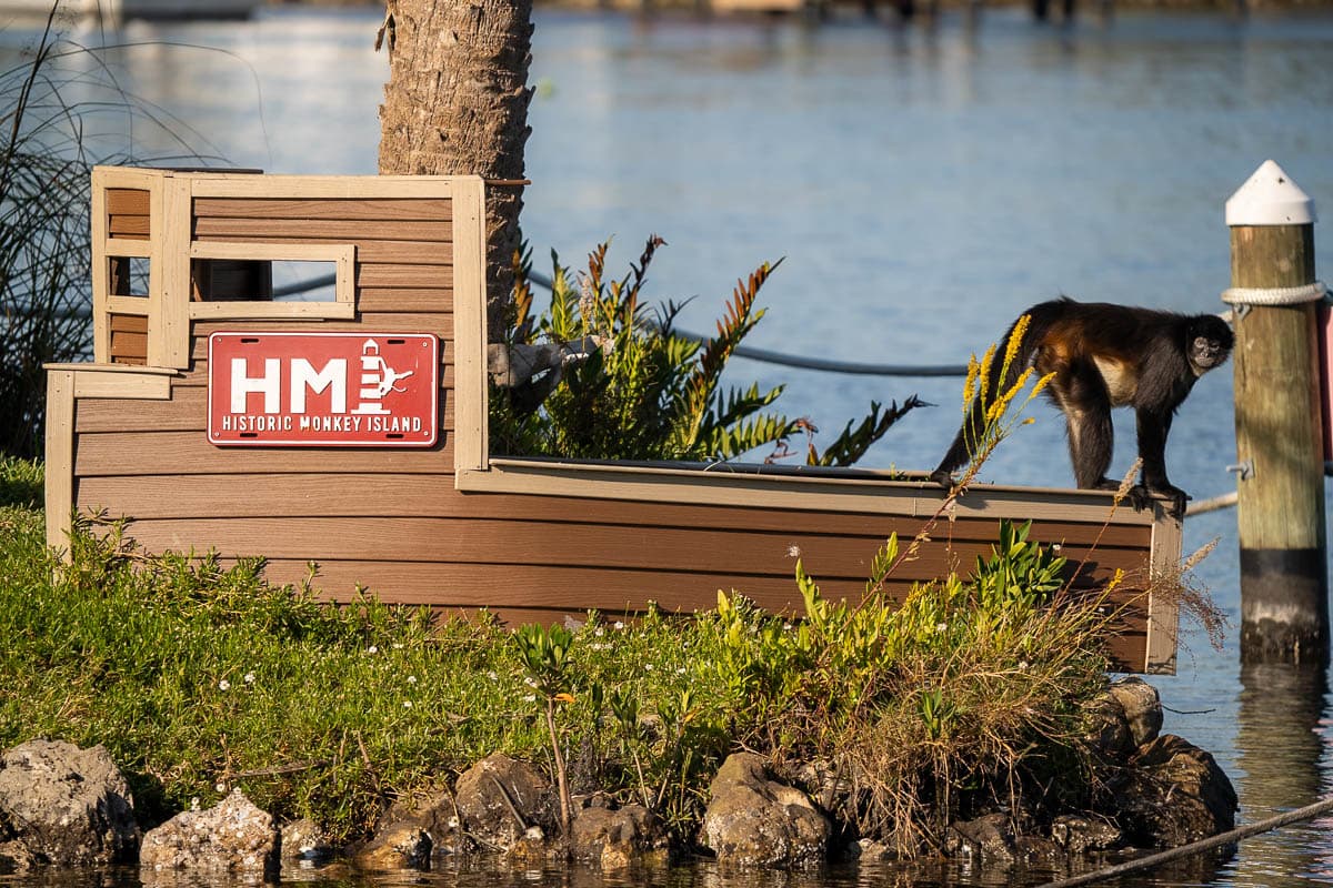 Spider monkey standing on the S.S. Primate on the Historic Monkey Island in Homosassa, Florida