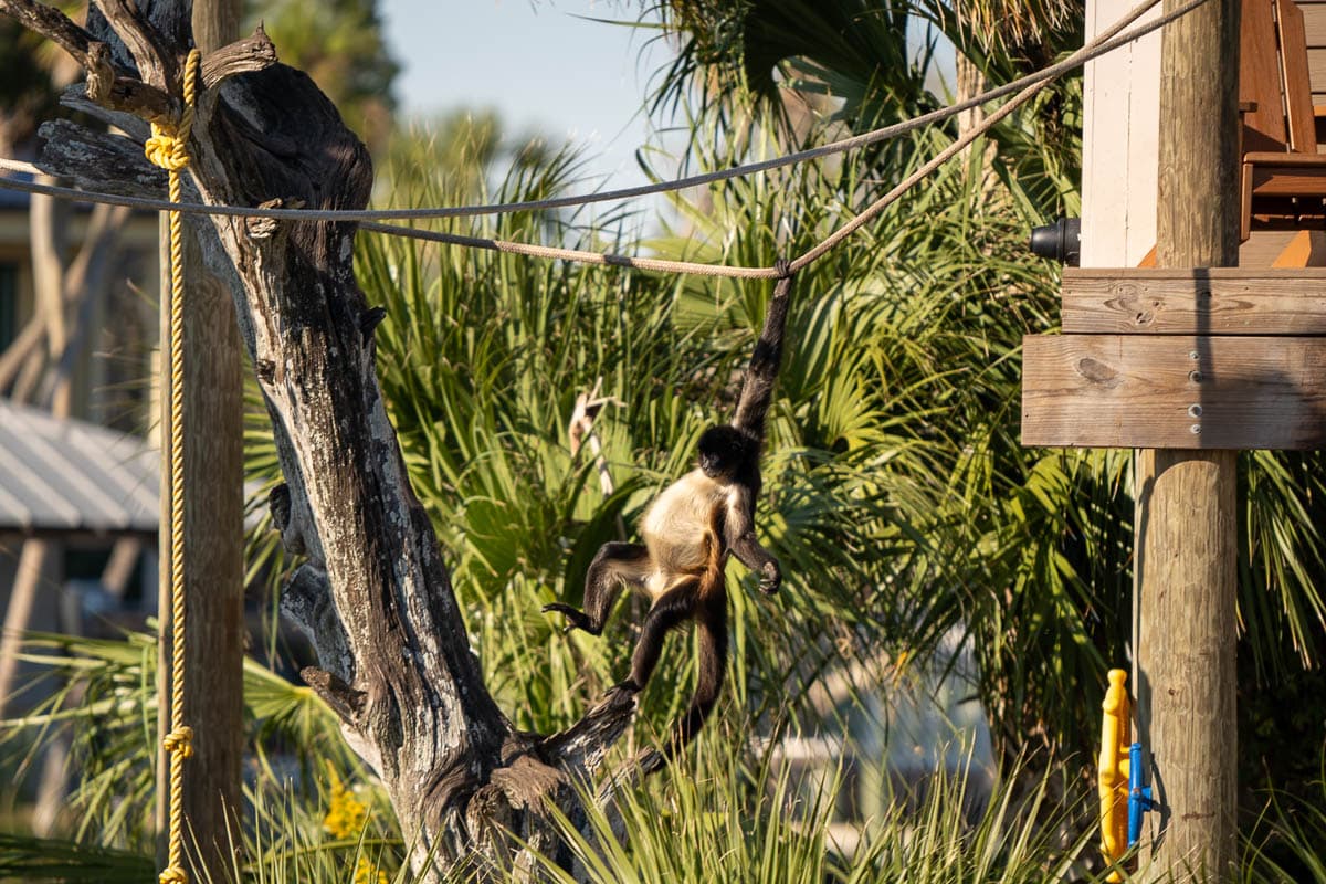 Spider monkey swinging from a rope in Monkey Island in Homosassa, Florida