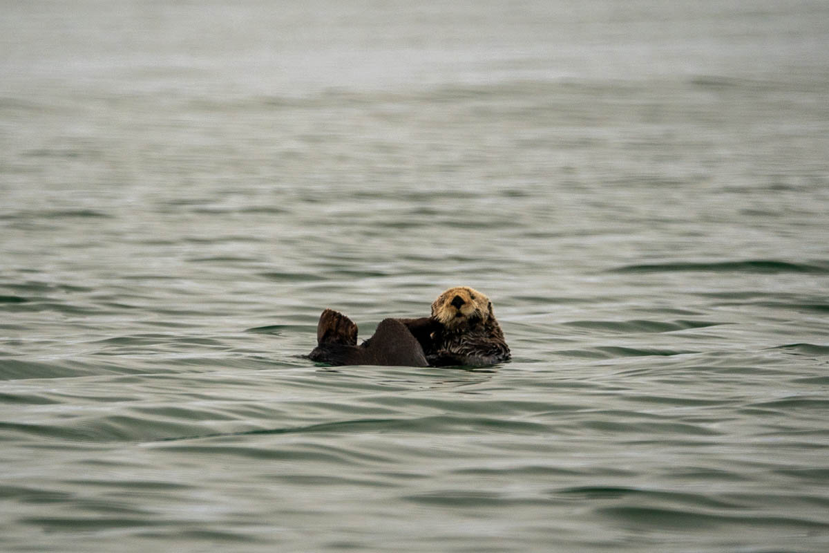Otter laying in the water of Kachemak Bay, Alaska