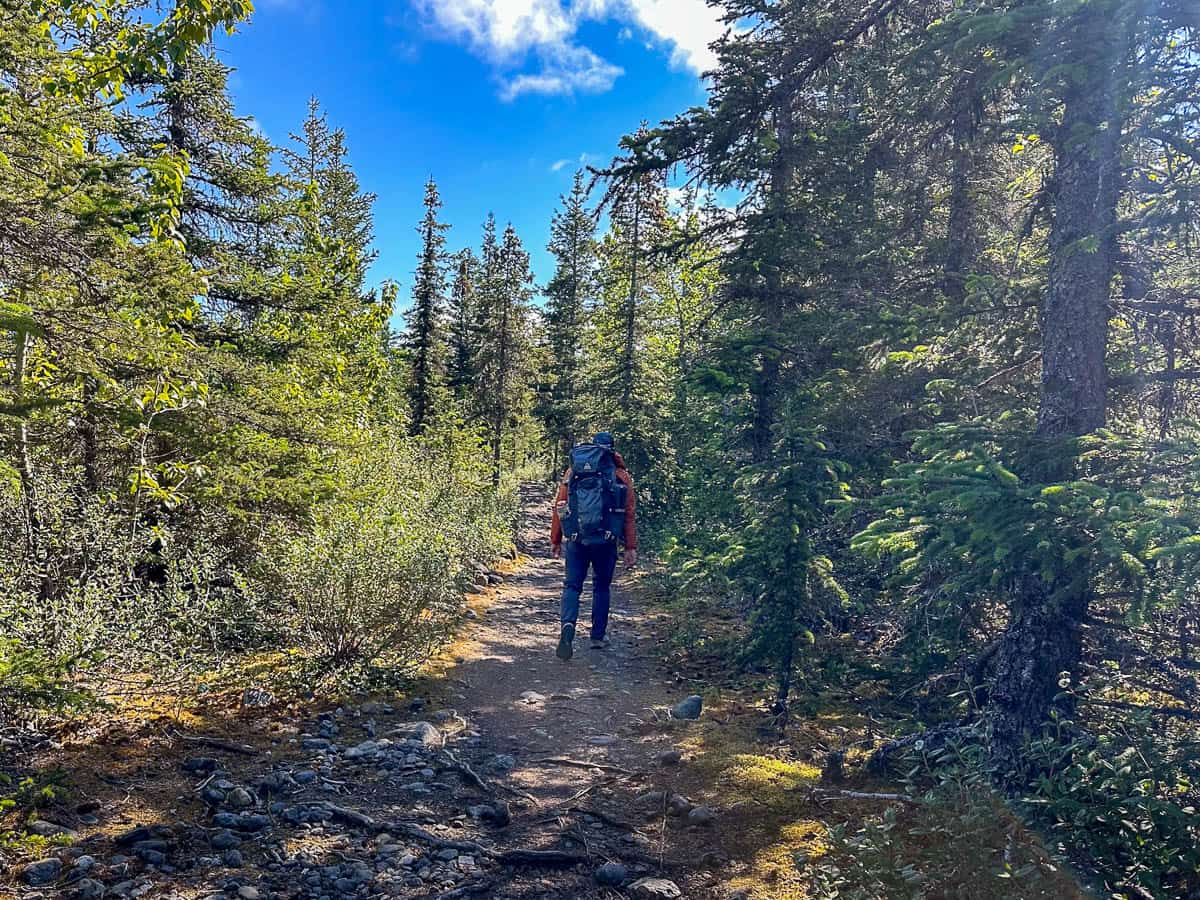 Man walking through a pine tree forest along the Glacier Lake Trail in Kachemak Bay State Park in Alaska