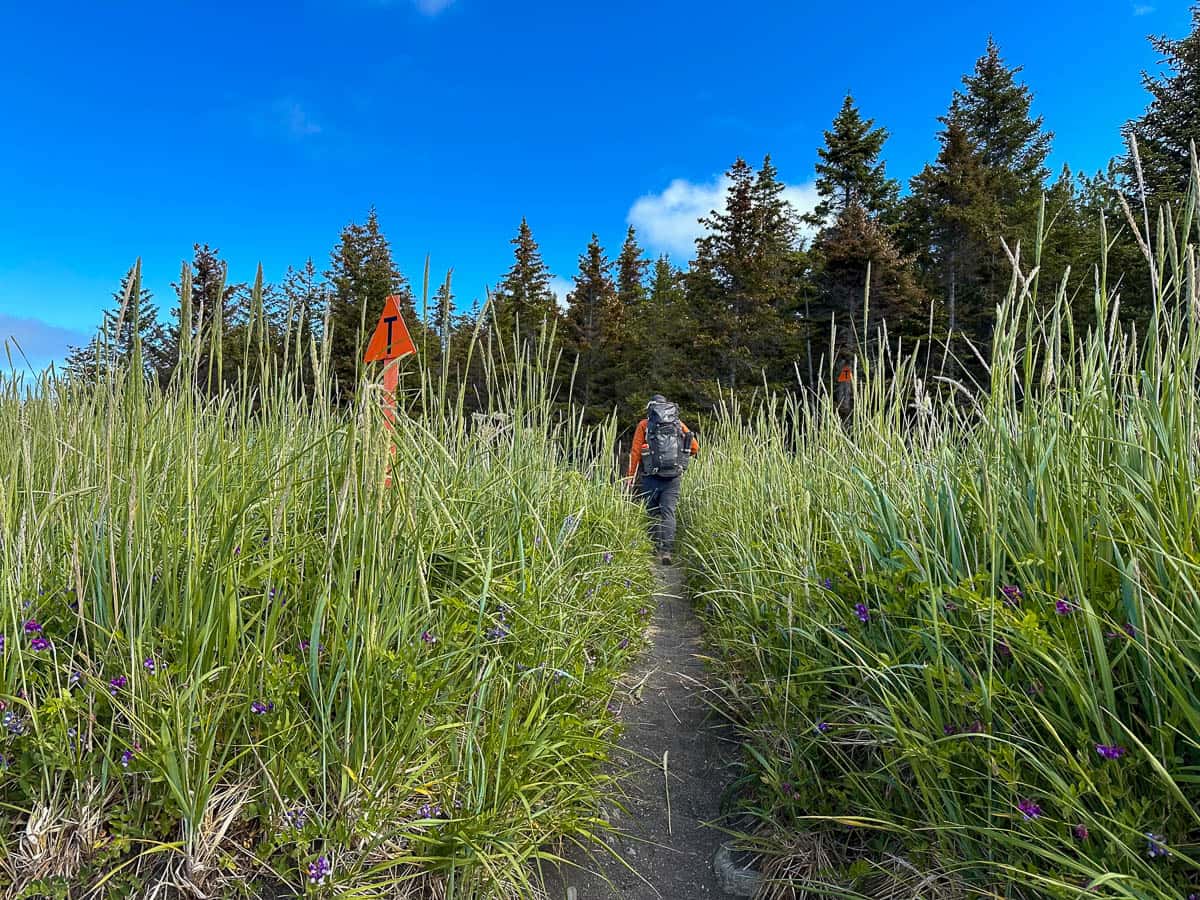 Man hiking through tall grass in front of a forest along the Glacier Spit trailhead in Kachemak Bay State Park, Alaska