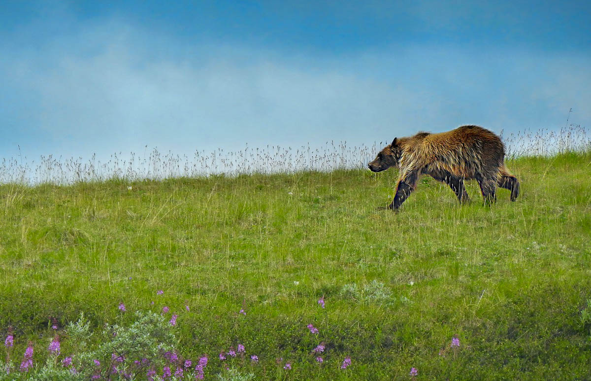 Grizzly bear walking through a grassy tundra with wildflowers in Denali National Park, Alaska