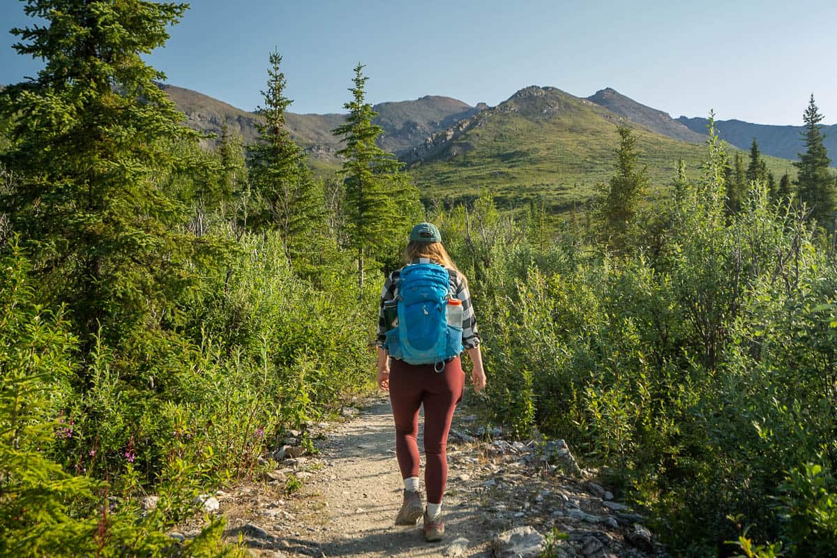 Woman hiking through pine trees with Alaska Mountain range in the background along the Savage Alpine Trail in Denali National Park, Alaska
