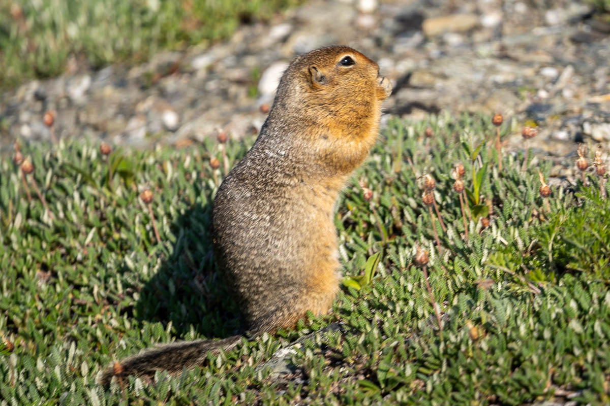 Pika eating along the tundra in the Savage Alpine Trail in Denali National Park, Alaska