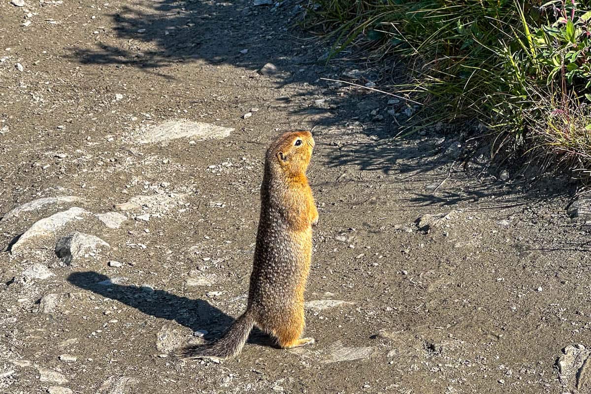 Arctic ground squirrel standing on a dirt path along the Savage River Loop Trail in Denali National Park, Alaska