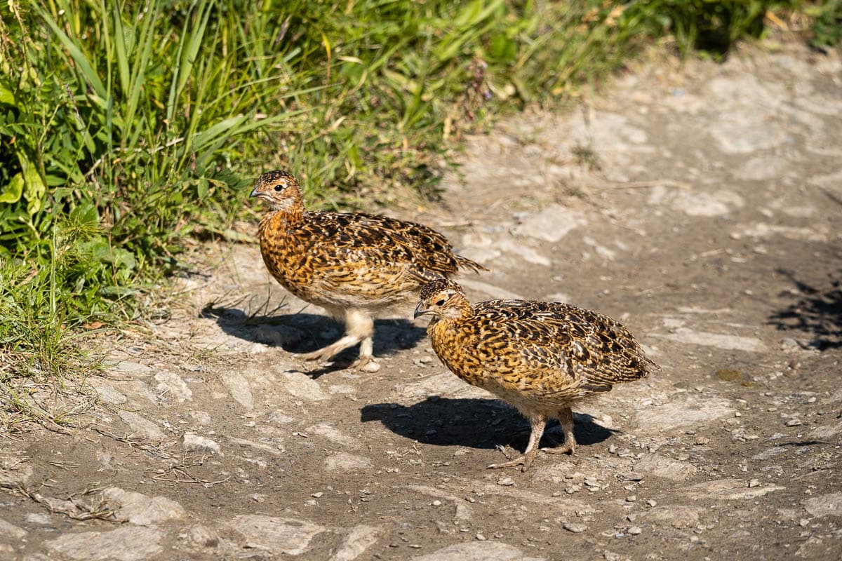 Willow Ptarmigan walking on a dirt pathway along the Savage River Loop Trail in Denali National Park, Alaska